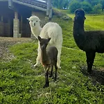 Bed & Breakfast Adventure Farm *