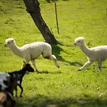 Adventure Farm Store