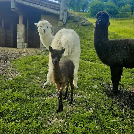 Bed & Breakfast Adventure Farm *