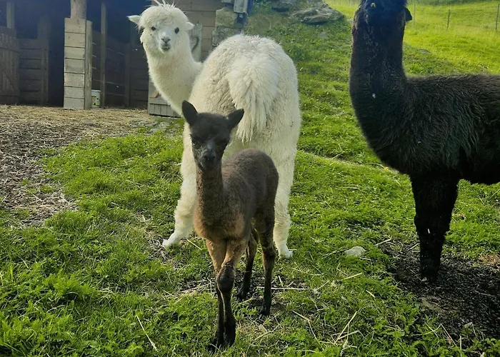 B&B Adventure Farm *